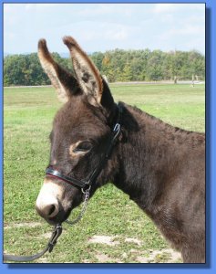 Ass-Pirin Acres Alcoa