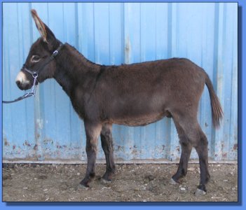 Ass-Pirin Acres Alcoa