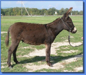 Ass-Pirin Acres Alcoa