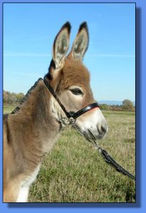 Ass-Pirin Acres Analiza