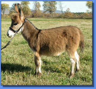 Ass-Pirin Acres Analiza