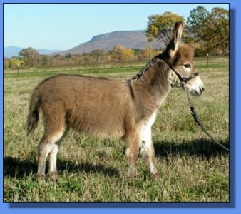 Ass-Pirin Acres Analiza