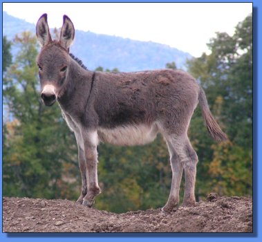 Ass-Pirin Acres Angel Mist