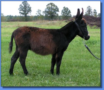 Ass-Pirin Acres Arietta