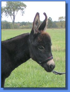 Ass-Pirin Acres Arietta