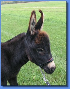 Ass-Pirin Acres Arietta