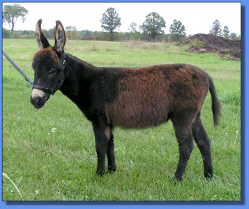 Ass-Pirin Acres Arietta