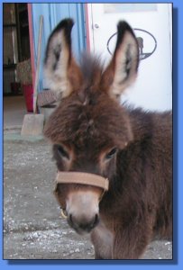 Ass-Pirin Acres Arveta