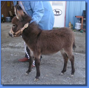 Ass-Pirin Acres Arveta