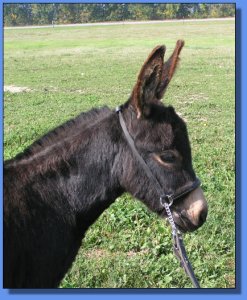 ass-Pirin Acres Avani