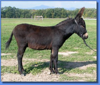 ass-Pirin Acres Avani