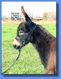 Ass-Pirin Acres Bundle of Love