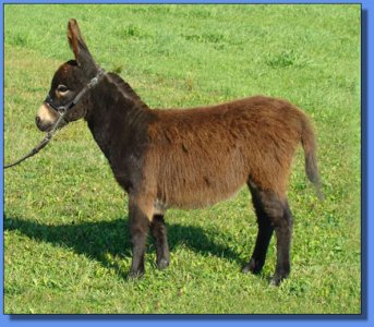 Ass-Pirin Acres Bundle of Love