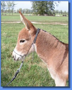 Ass-Pirin Acres Candy Man