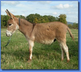 Ass-Pirin Acres Candy Man