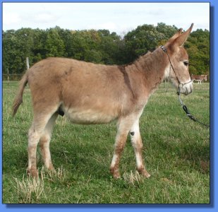 Ass-Pirin Acres Candy Man