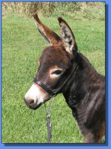 Ass-Pirin Acres Chipoltle