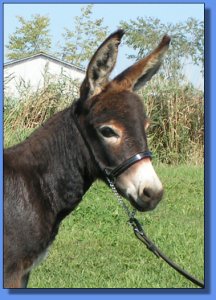 Ass-Pirin Acres Chipoltle