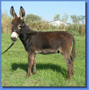 Ass-Pirin Acres Chipoltle