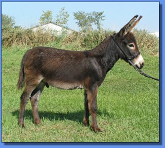 Ass-Pirin Acres Chipoltle