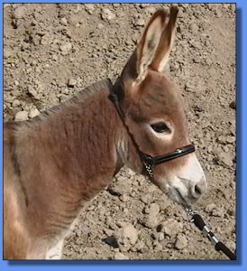 Ass-Pirin Acres Classic N Red