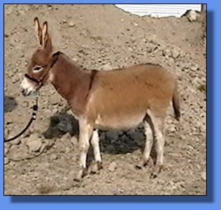 Ass-Pirin Acres Classic N Red