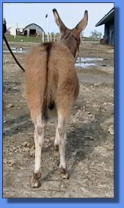 Ass-Pirin Acres Classic N Red