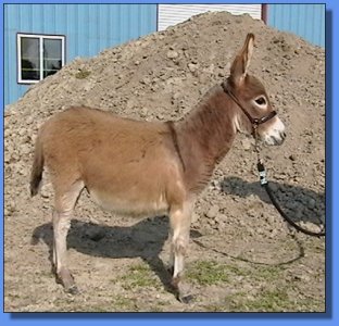 Ass-Pirin Acres Classic N Red