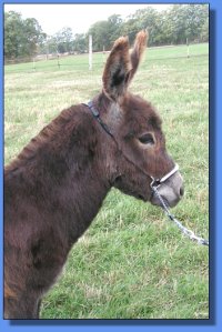 Ass-Pirin Acres Diamond N the Rough