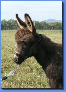 Ass-Pirin Acres Figaro