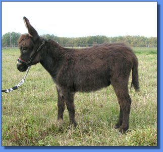 Ass-Pirin Acres Figaro