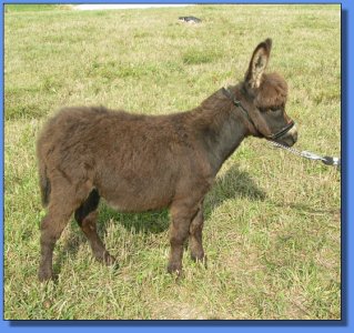 Ass-Pirin Acres Figaro