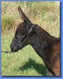 Ass-Pirin Acres Fox Trot