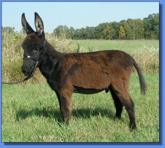 Ass-Pirin Acres Fox Trot