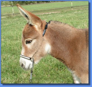 Ass-Pirin Acres Foxy Poquito