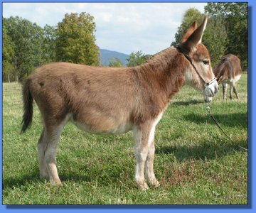 Ass-Pirin Acres Foxy Poquito