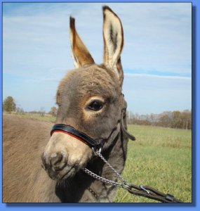 Ass-Pirin Acres The Guardsman