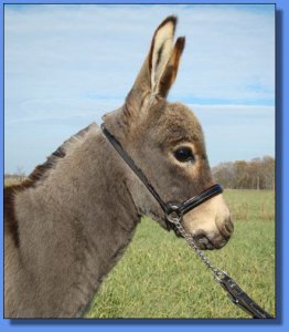 Ass-Pirin Acres The Guardsman