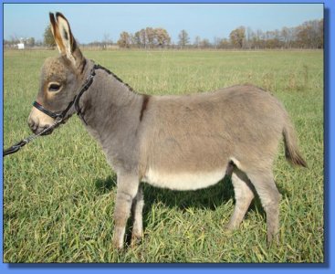 Ass-Pirin Acres The Guardsman