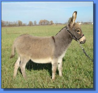 Ass-Pirin Acres The Guardsman