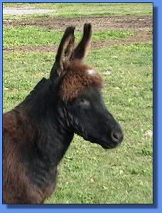 Ass-Pirin Acres Hoshi