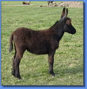 Ass-Pirin Acres Hoshi