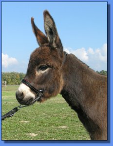 Ass-Pirin Acres James Dean