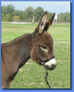 Ass-Pirin Acres James Dean