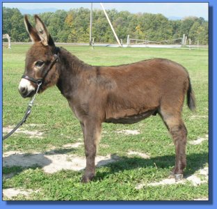 Ass-Pirin Acres James Dean