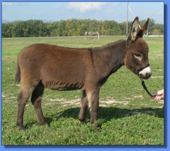 Ass-Pirin Acres James Dean