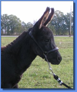 Ass-Pirin Acres Lady N Black