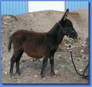 Ass-Pirin Acres Lady N Black