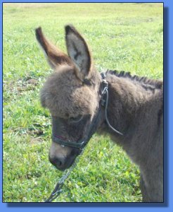 Ass-Pirin Acres Miss Austin