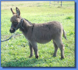 Ass-Pirin Acres Miss Austin